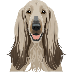 Afghan Hound