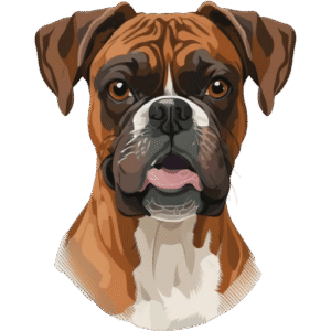 Boxer